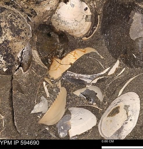 Protocardia sp.