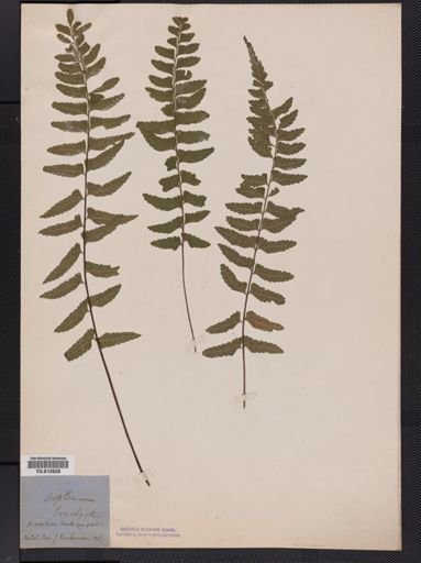 Asplenium