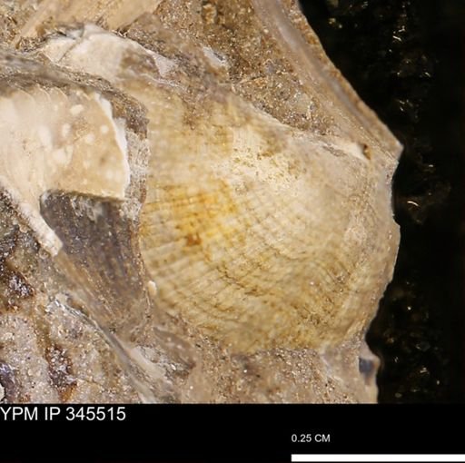 Parallelodon (Cosmetodon) sulcatinus