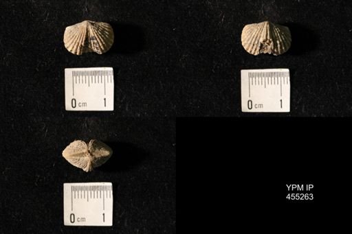 Platystrophia elegantula
