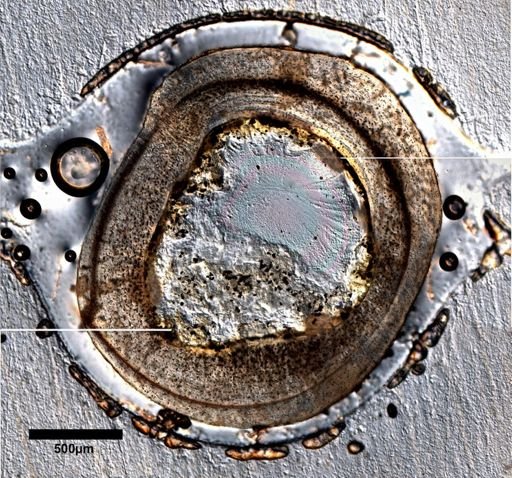 Dipsosaurus dorsalis