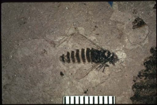 Alepidophora pealei