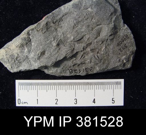 Tylothyris sp.