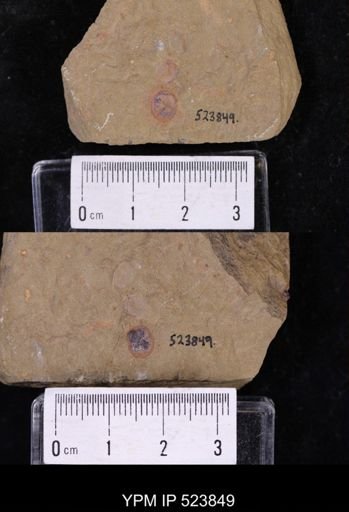undet. Brachiopoda