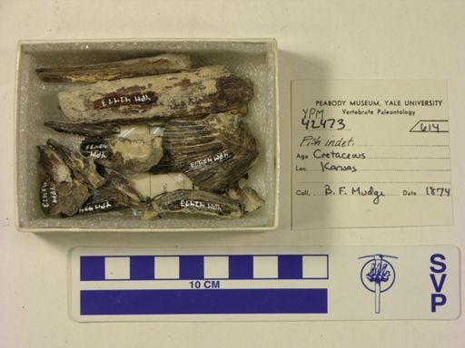 undet. Actinopterygii