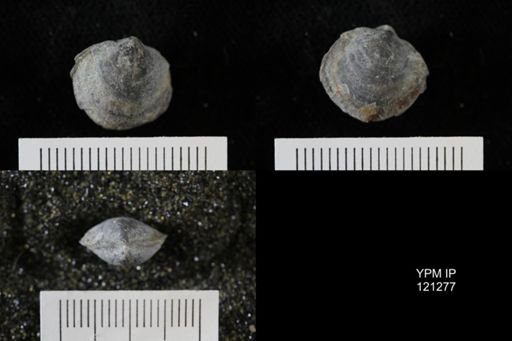 Athyris sp.