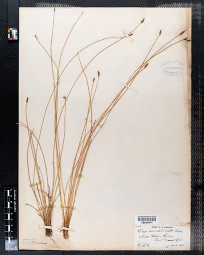 Eleocharis rostellata