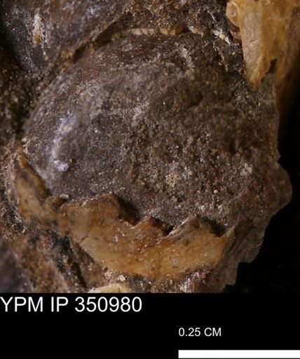 undet. Bivalvia
