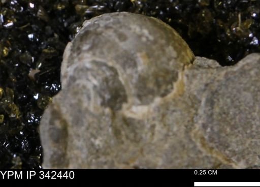 Oligoptycha?
