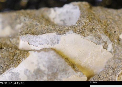 undet. Mollusca