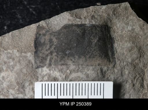 undet. Eurypterida