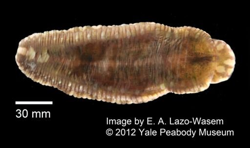 Placobdella parasitica