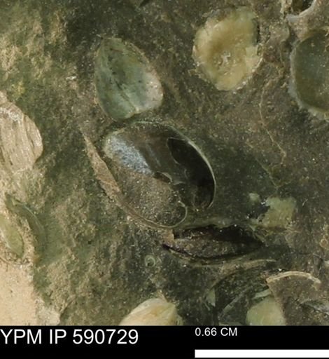 undet. Bivalvia
