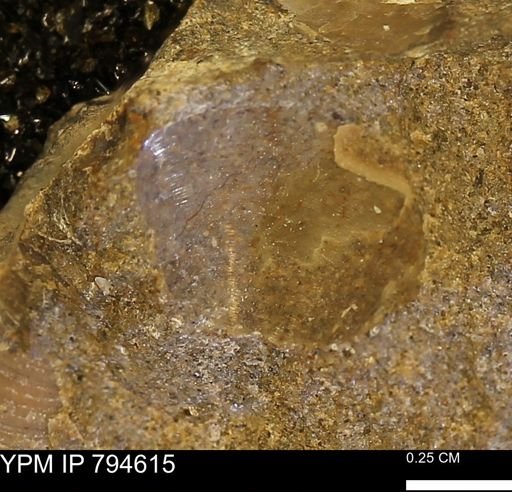 Protocardia subquadrata