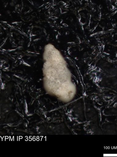 undet. Foraminiferida