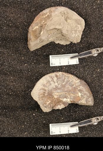 undet. Scaphitidae