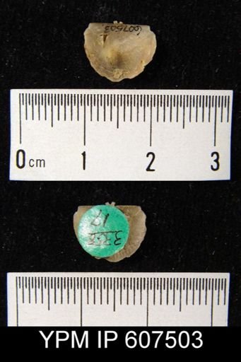Strophonella sp.