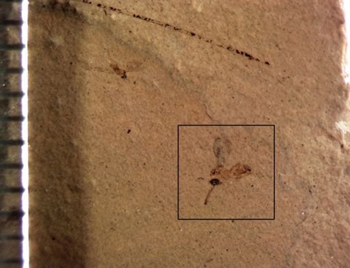 Hymenoptera?