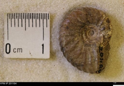 Jeletzkytes nebrascensis