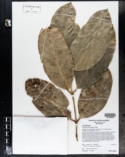 Garcinia