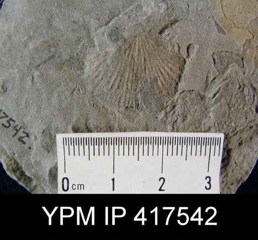 Hebertella fausta