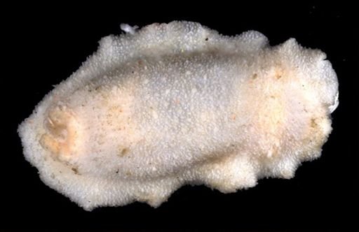 Doris kerguelenensis