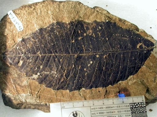 Angiospermopsida