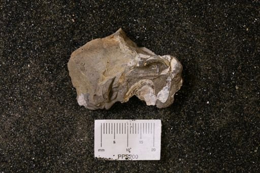 Spisula elliptica
