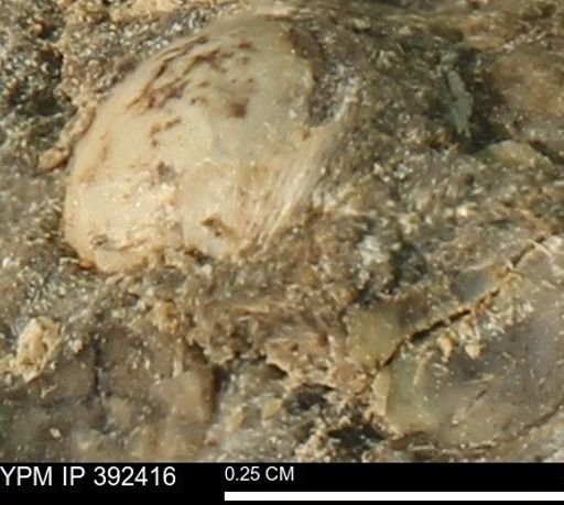 Protocardia subquadrata