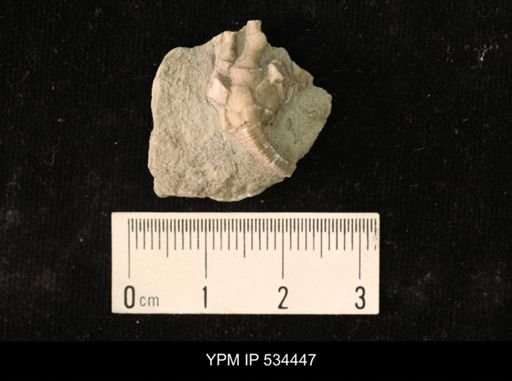 undet. Crinoidea