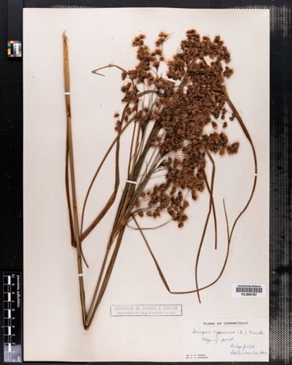 Scirpus cyperinus
