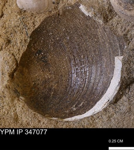 undet. Bivalvia