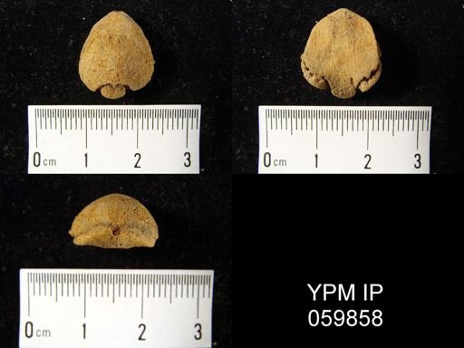 Eatonia peculiaris