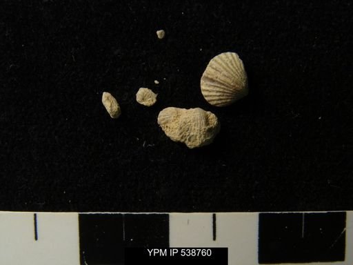 Zygospira sp.