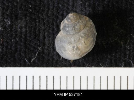 Viviparus montanaensis