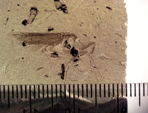 undet. Mantodea