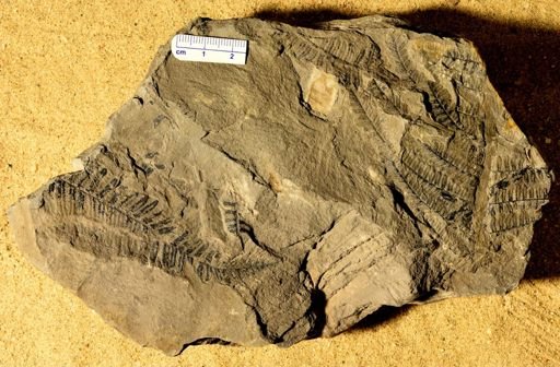 Pecopteris sp.