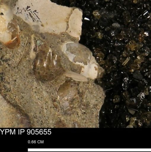 undet. Gastropoda