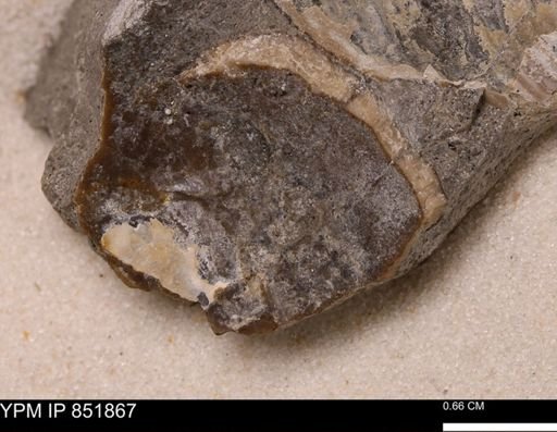 undet. Mollusca