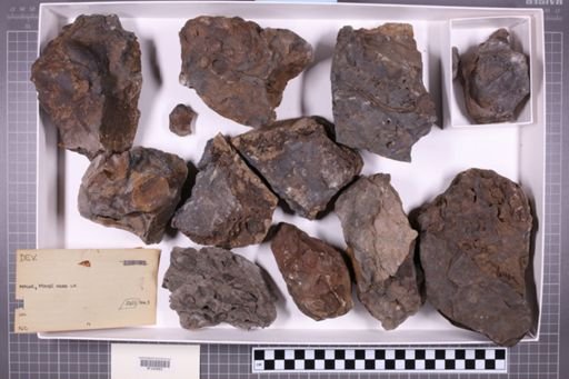 mixed taxa, stratigraphic collection