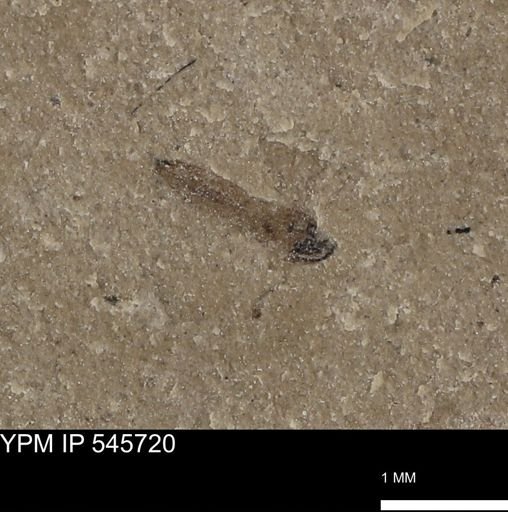 undet. Diptera