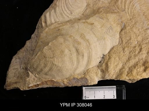 Inoceramus sp.