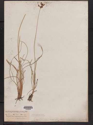 Fimbristylis