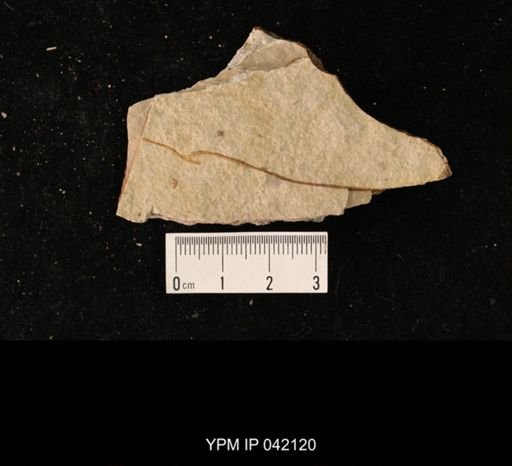 undet. Hymenoptera