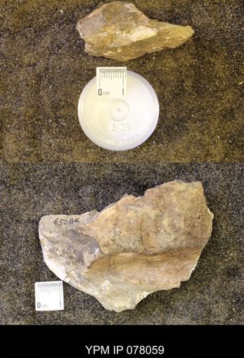 undet. Sphenodiscidae