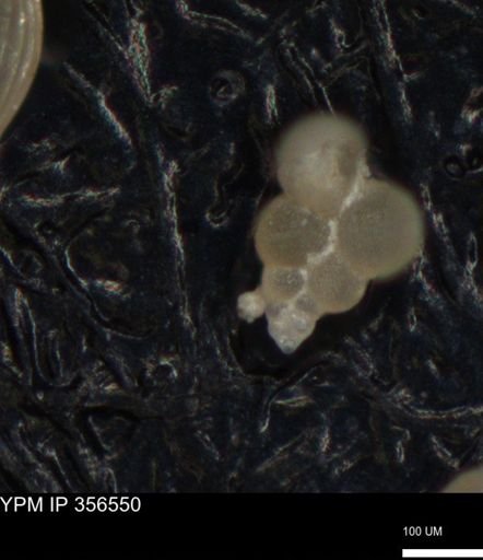undet. Foraminiferida