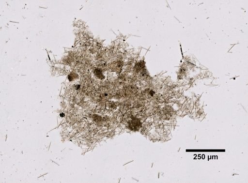 Callyspongia pallida