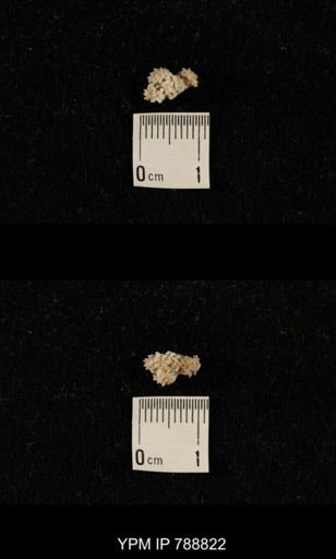 taxon undetermined