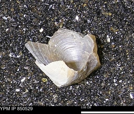 Limopsis striatopunctatus