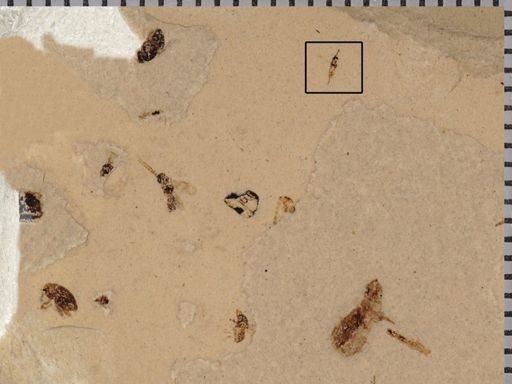 undet. Hymenoptera